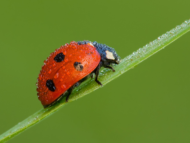 Ladybug wallpaper 640x480