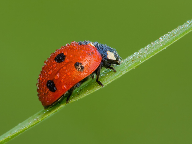 Fondo de pantalla Ladybug 640x480