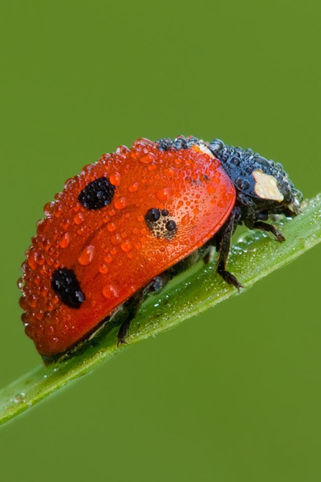 Ladybug wallpaper 640x960