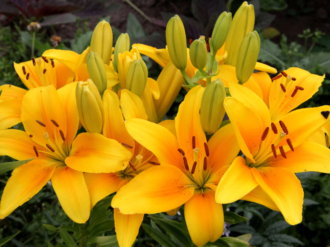 Das Yellow Lilies Wallpaper 1152x864