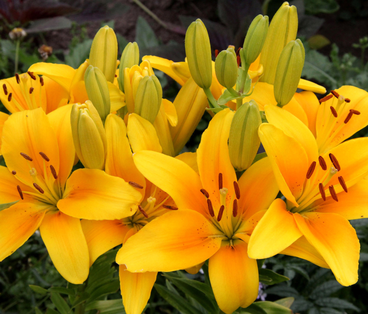 Yellow Lilies wallpaper 1200x1024