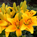 Fondo de pantalla Yellow Lilies 128x128