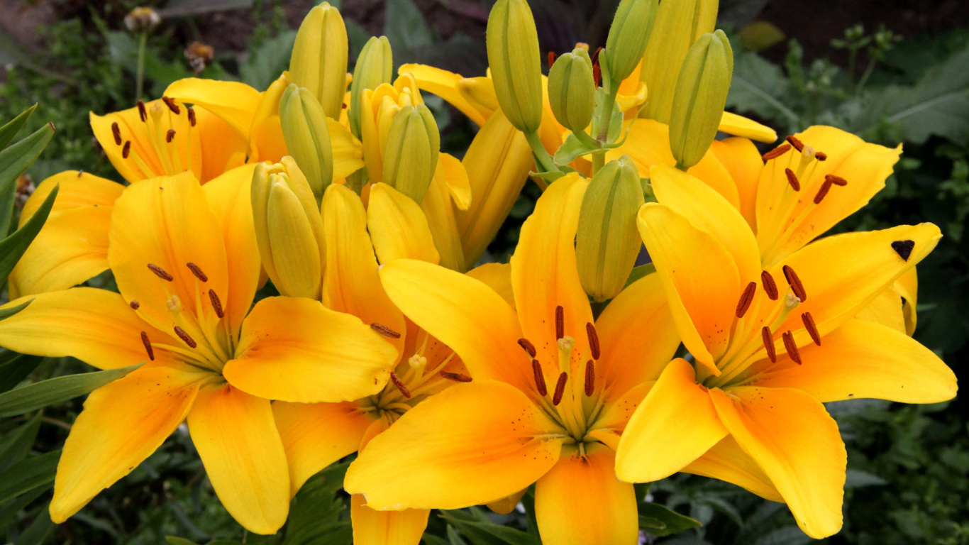 Screenshot №1 pro téma Yellow Lilies 1366x768