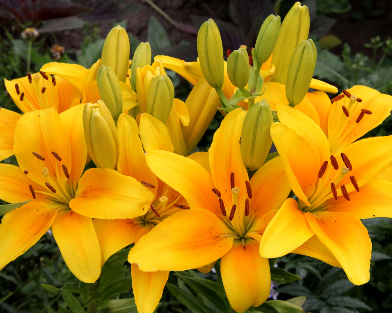 Sfondi Yellow Lilies 1600x1280