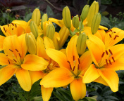 Fondo de pantalla Yellow Lilies 176x144