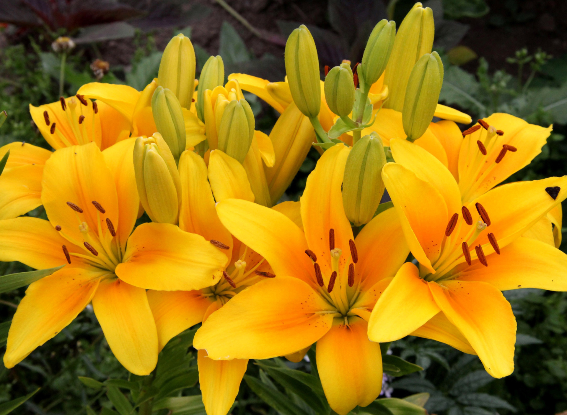 Обои Yellow Lilies 1920x1408