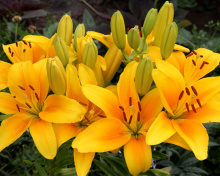 Обои Yellow Lilies 220x176