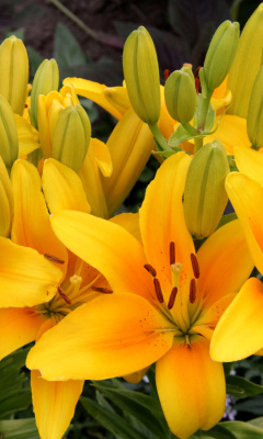 Das Yellow Lilies Wallpaper 240x400