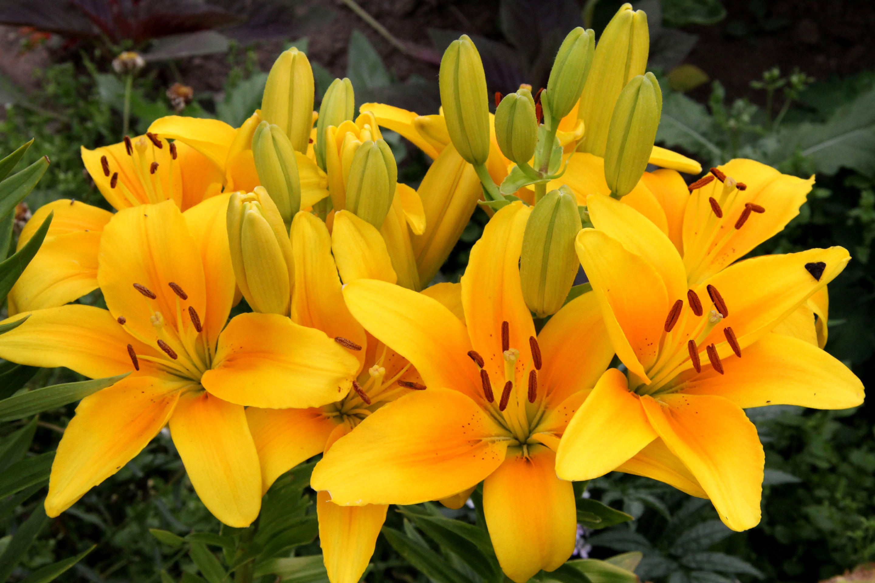 Sfondi Yellow Lilies 2880x1920