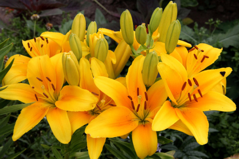 Обои Yellow Lilies 480x320
