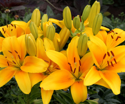 Обои Yellow Lilies 480x400