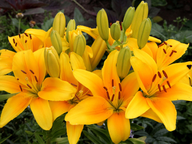 Обои Yellow Lilies 640x480