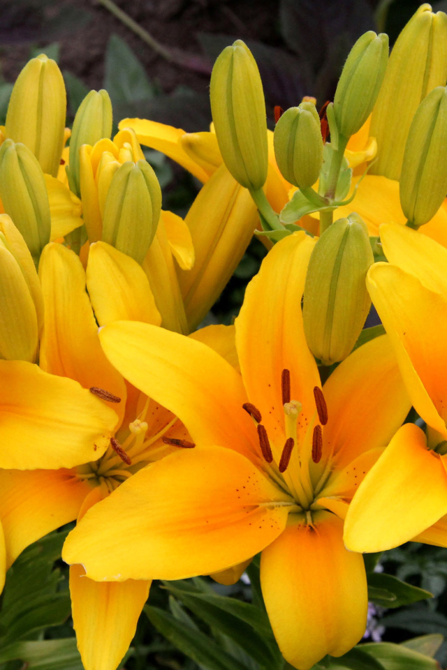 Обои Yellow Lilies 640x960