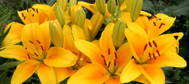 Das Yellow Lilies Wallpaper 720x320