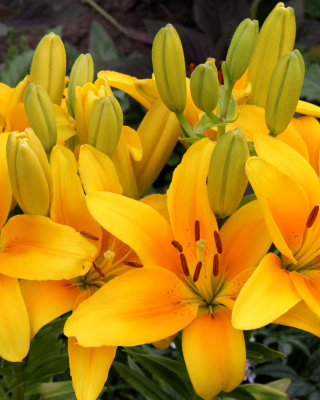 Yellow Lilies Wallpaper for 240x320