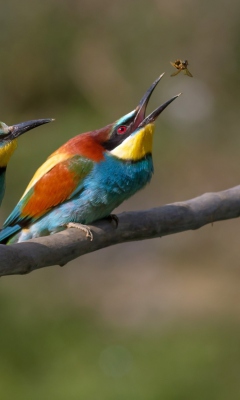 Birds And Insect screenshot #1 240x400