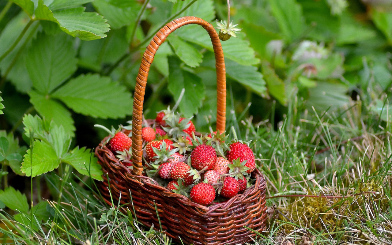 Virginia Strawberry Basket screenshot #1 1280x800