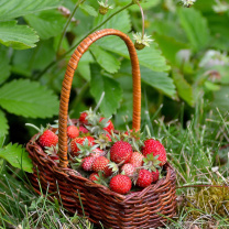 Virginia Strawberry Basket wallpaper 208x208