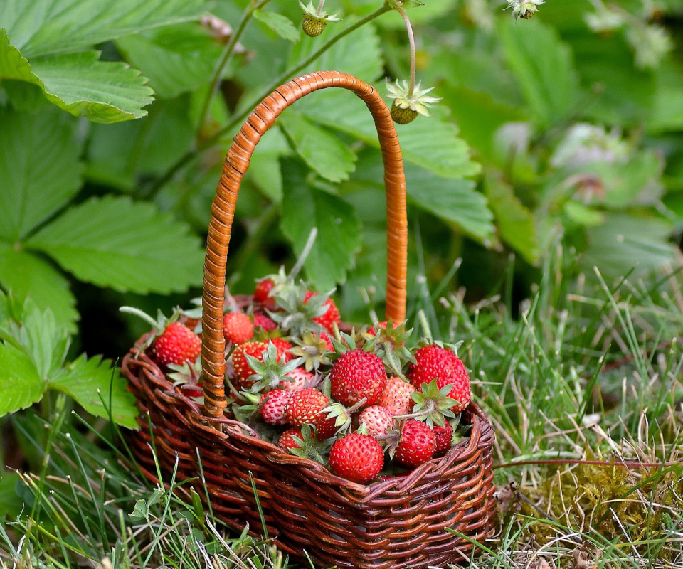 Das Virginia Strawberry Basket Wallpaper 960x800