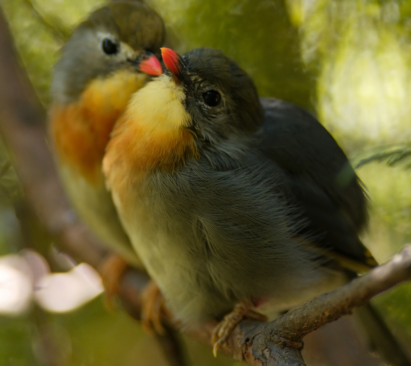 Sfondi Bird Kiss 1440x1280