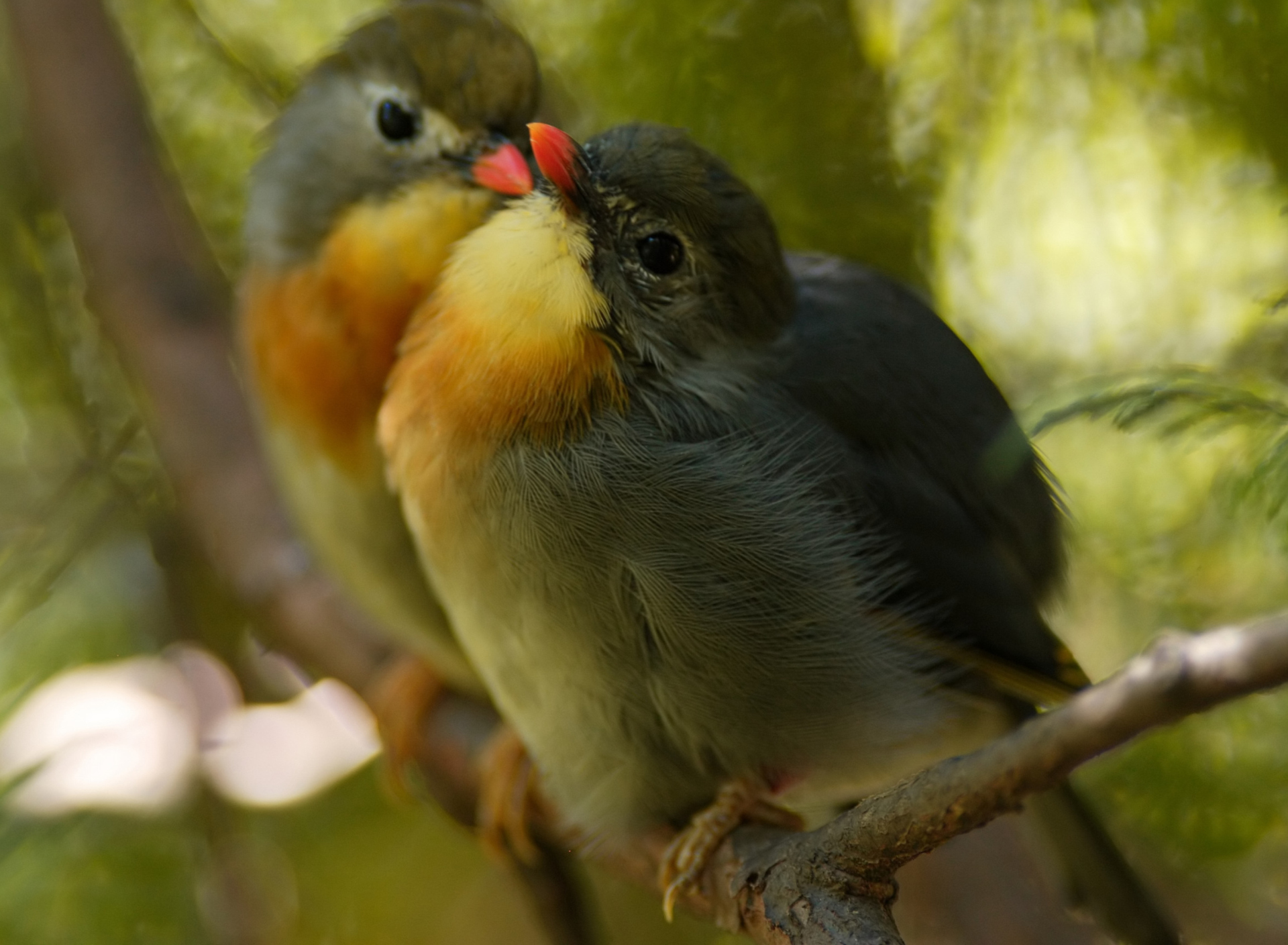 Bird Kiss wallpaper 1920x1408