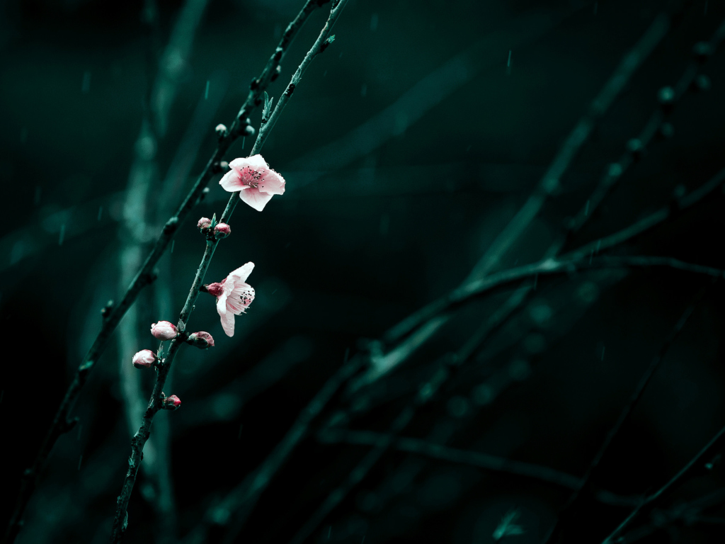 Spring Cherry Blossom screenshot #1 1024x768