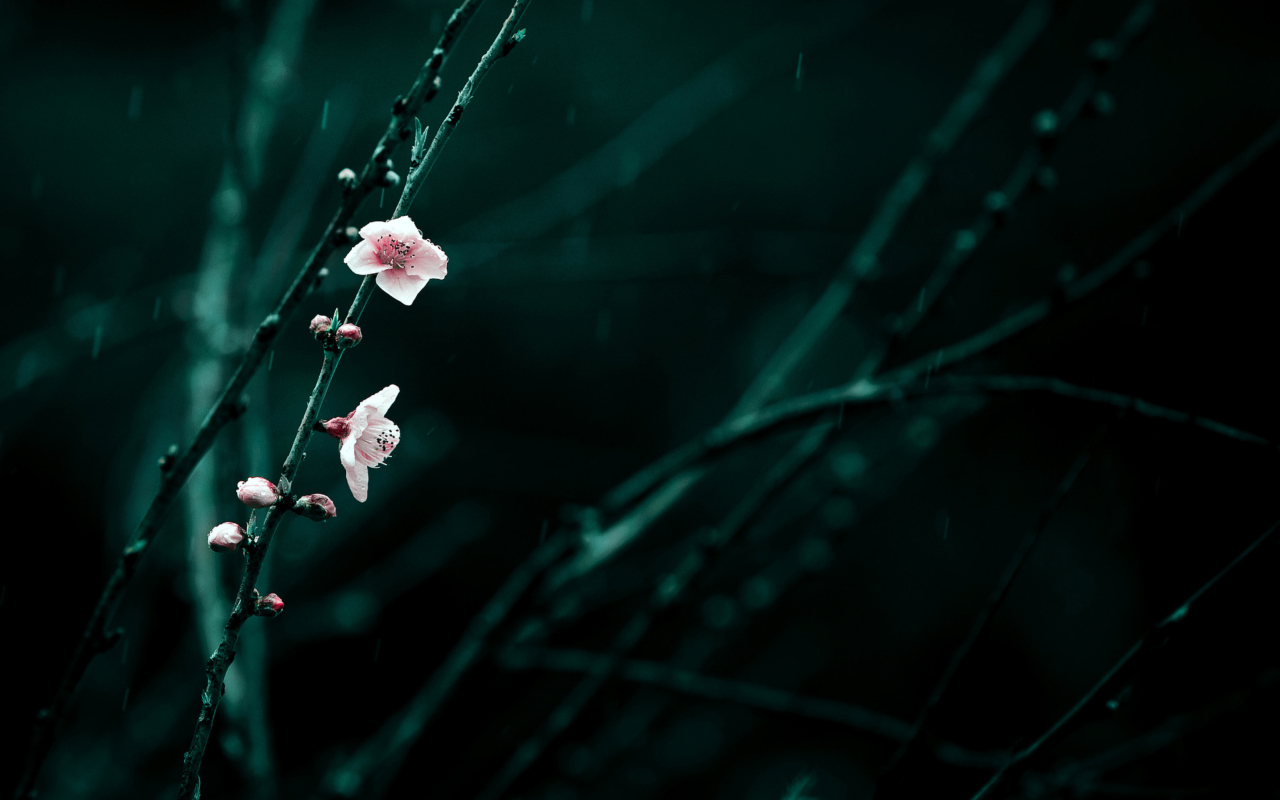 Spring Cherry Blossom screenshot #1 1280x800