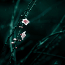 Screenshot №1 pro téma Spring Cherry Blossom 128x128