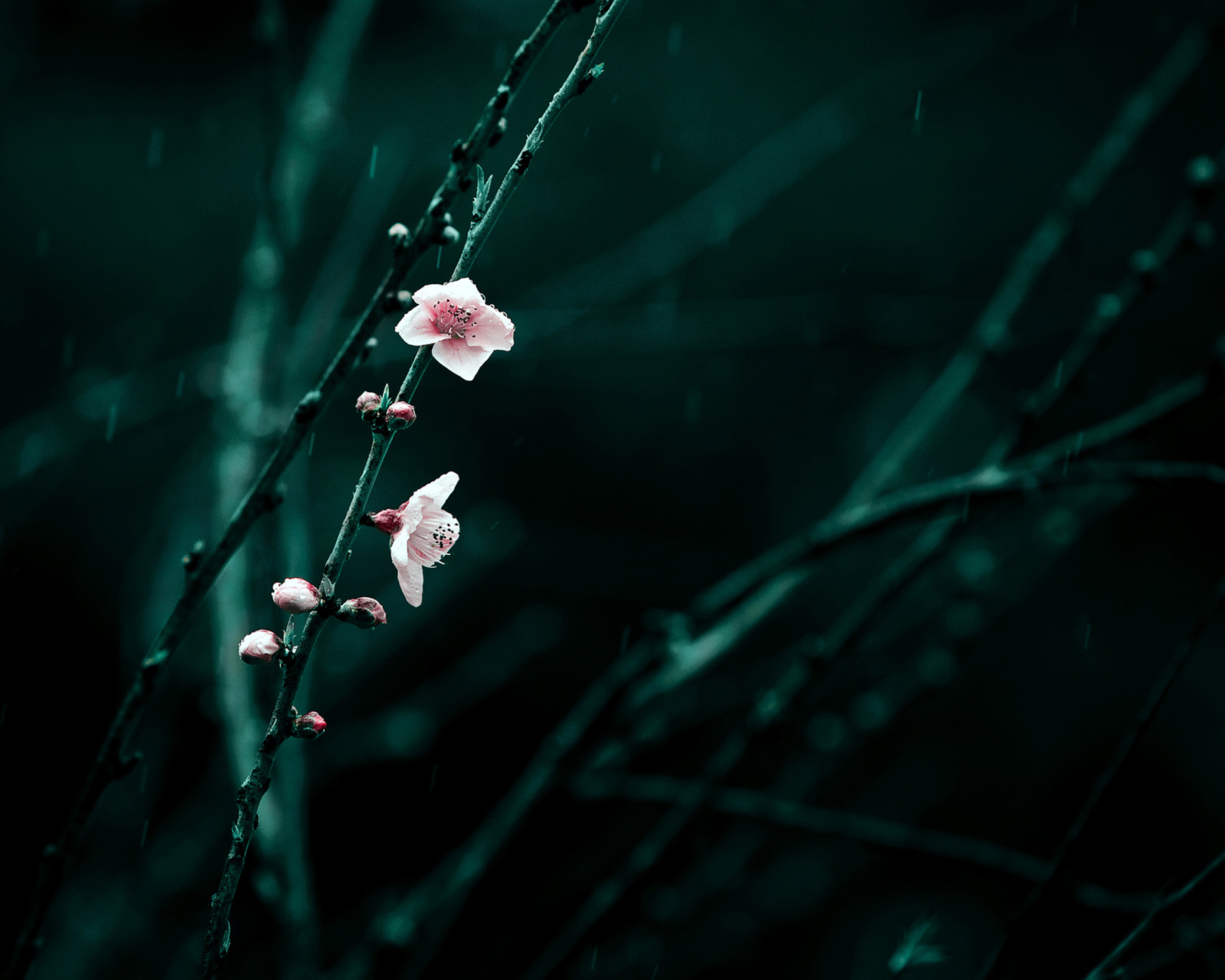 Screenshot №1 pro téma Spring Cherry Blossom 1600x1280