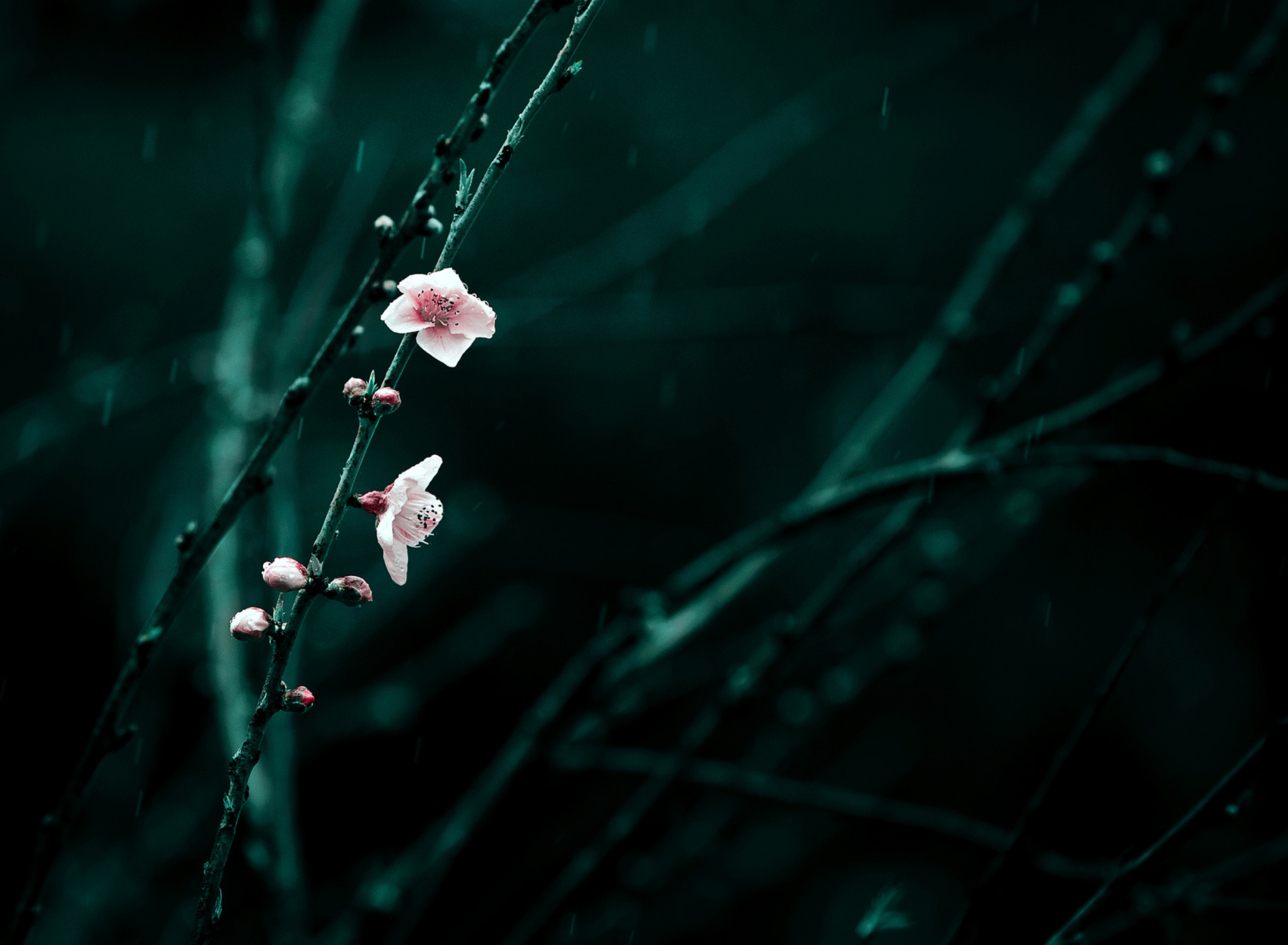 Spring Cherry Blossom screenshot #1 1920x1408