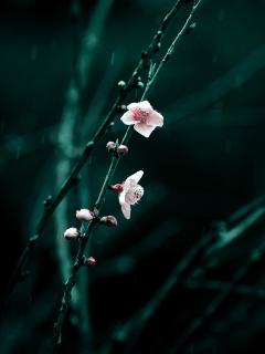 Spring Cherry Blossom screenshot #1 240x320