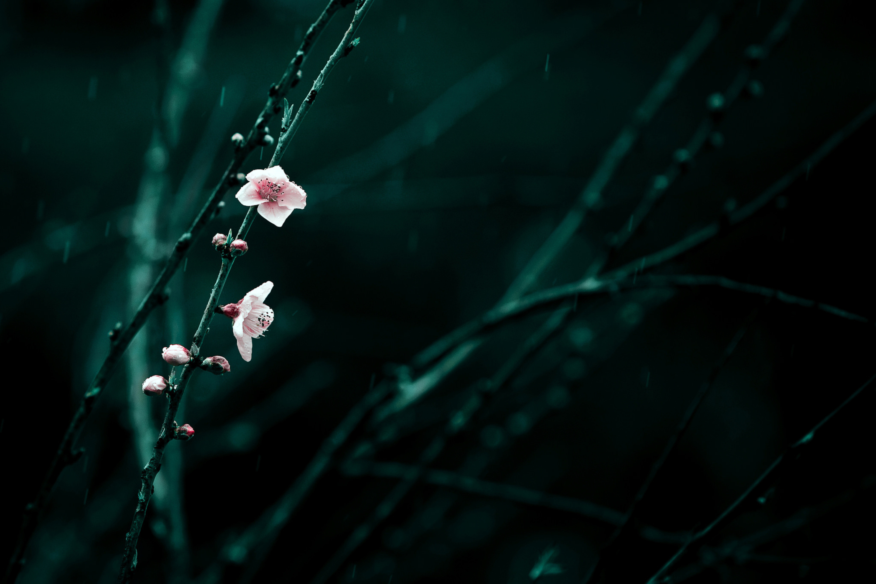 Spring Cherry Blossom screenshot #1 2880x1920