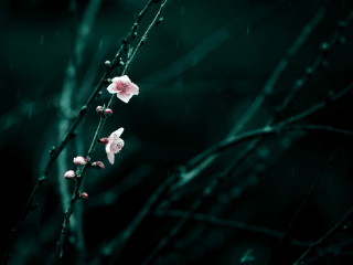 Spring Cherry Blossom screenshot #1 320x240