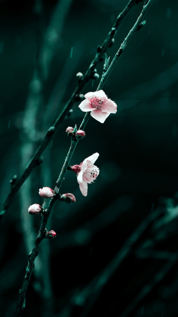 Sfondi Spring Cherry Blossom 360x640