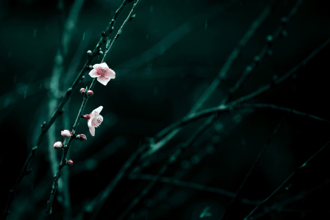 Spring Cherry Blossom screenshot #1 480x320