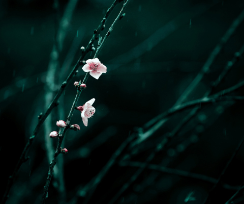 Spring Cherry Blossom screenshot #1 480x400
