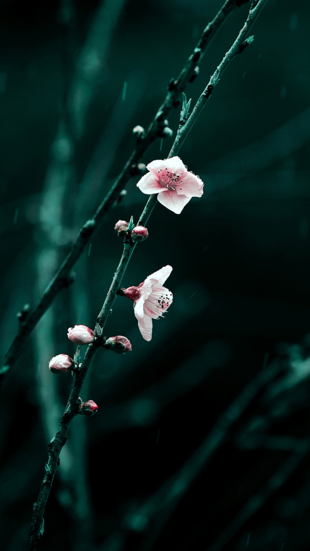 Обои Spring Cherry Blossom 640x1136