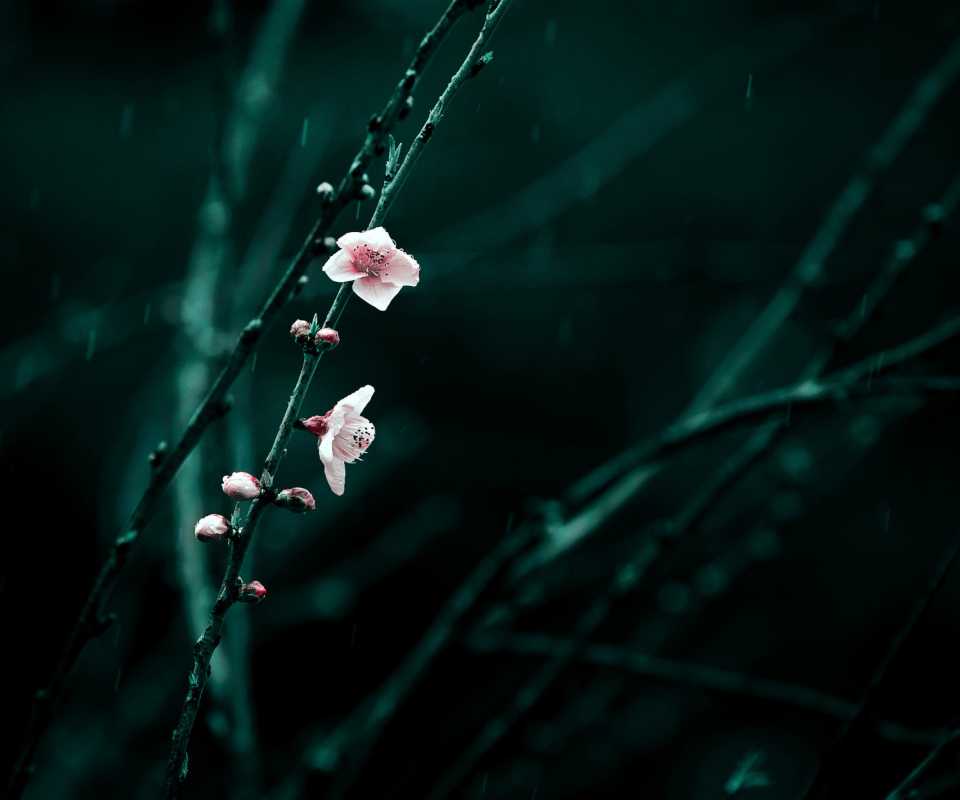 Spring Cherry Blossom screenshot #1 960x800