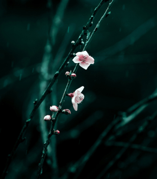 Spring Cherry Blossom - Obrázkek zdarma pro iPhone 5