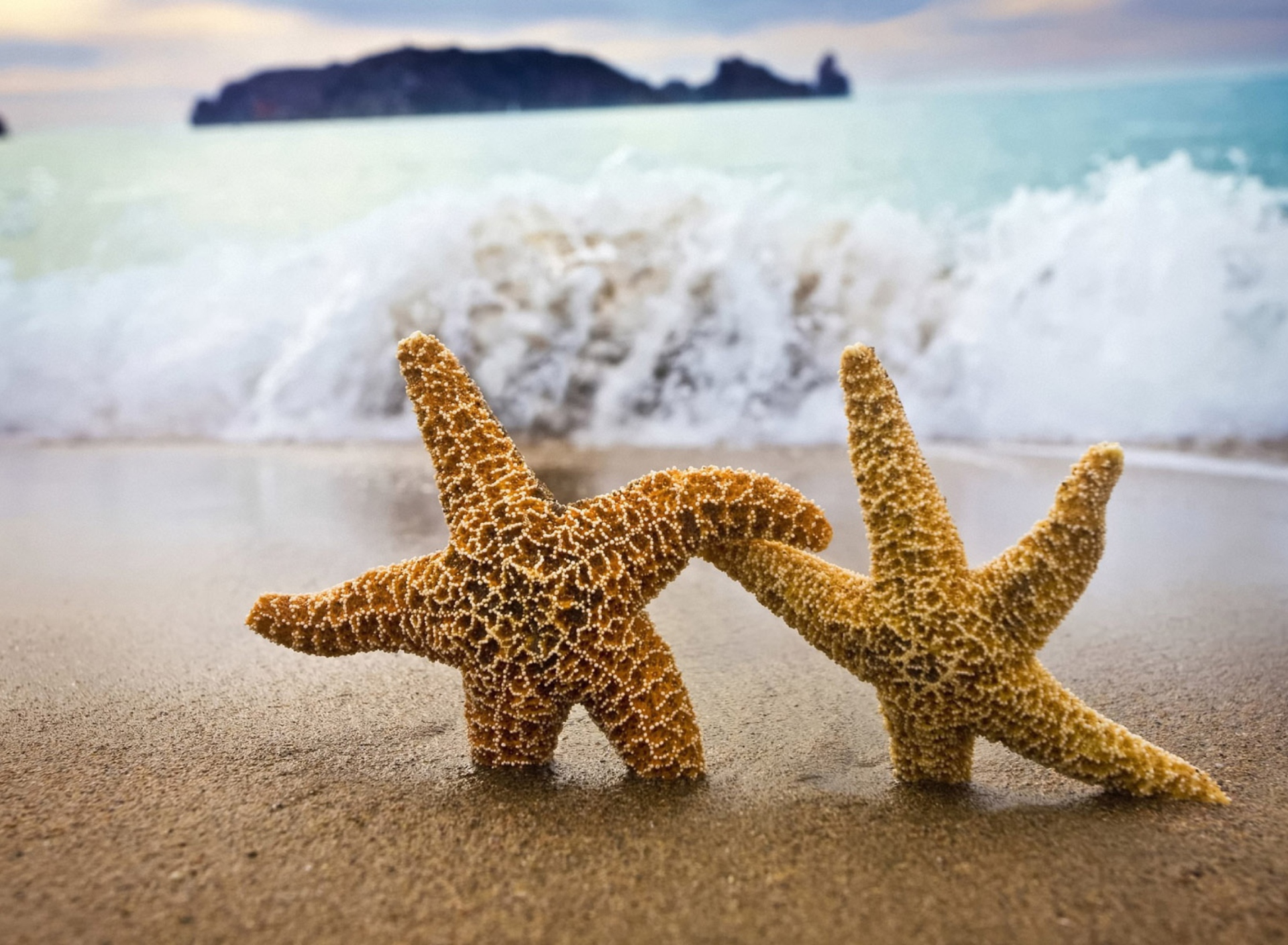 Das Sea Stars Dance Wallpaper 1920x1408