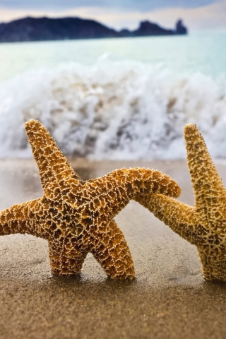 Sea Stars Dance wallpaper 320x480