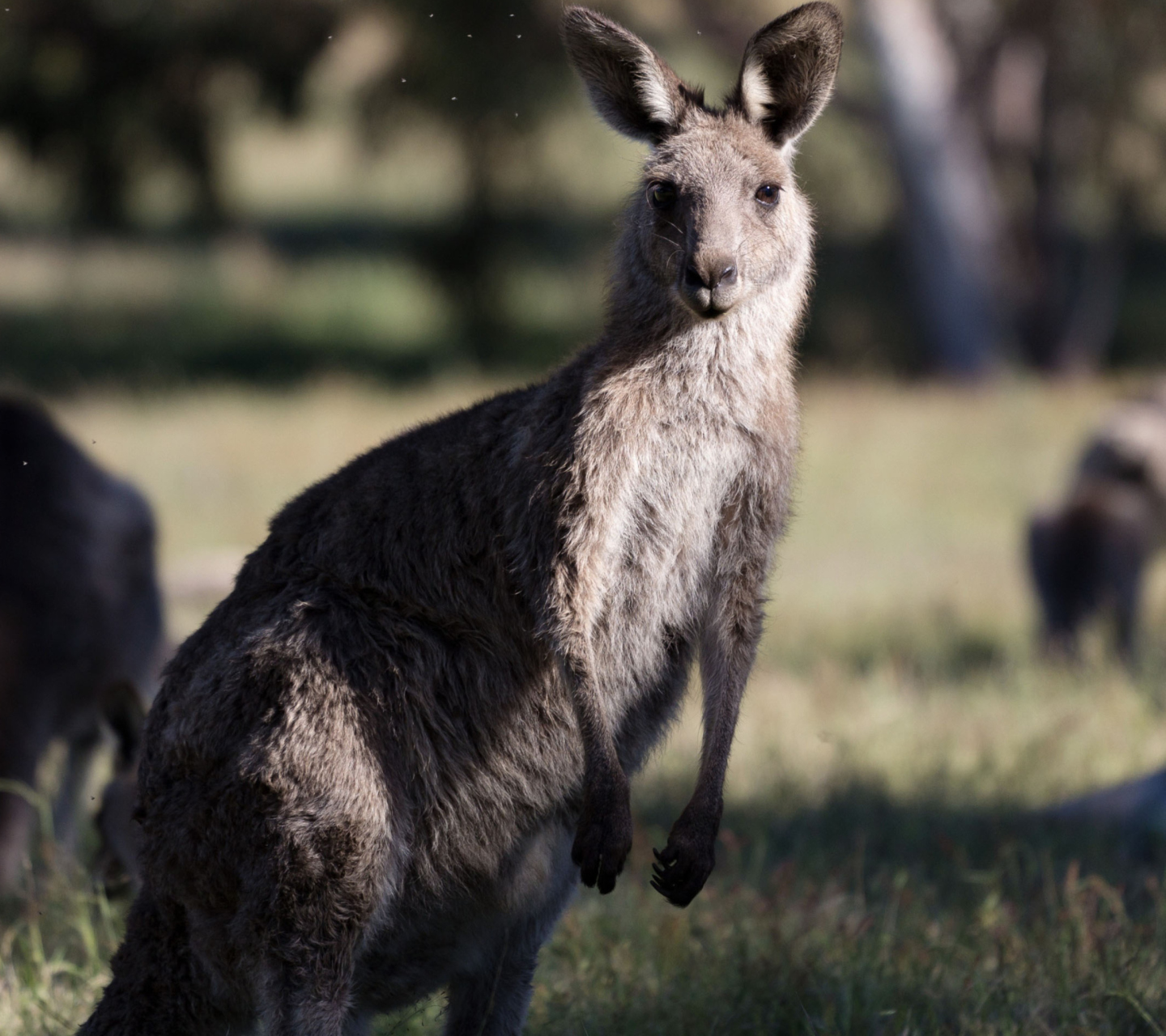 Kangaroo wallpaper 1440x1280