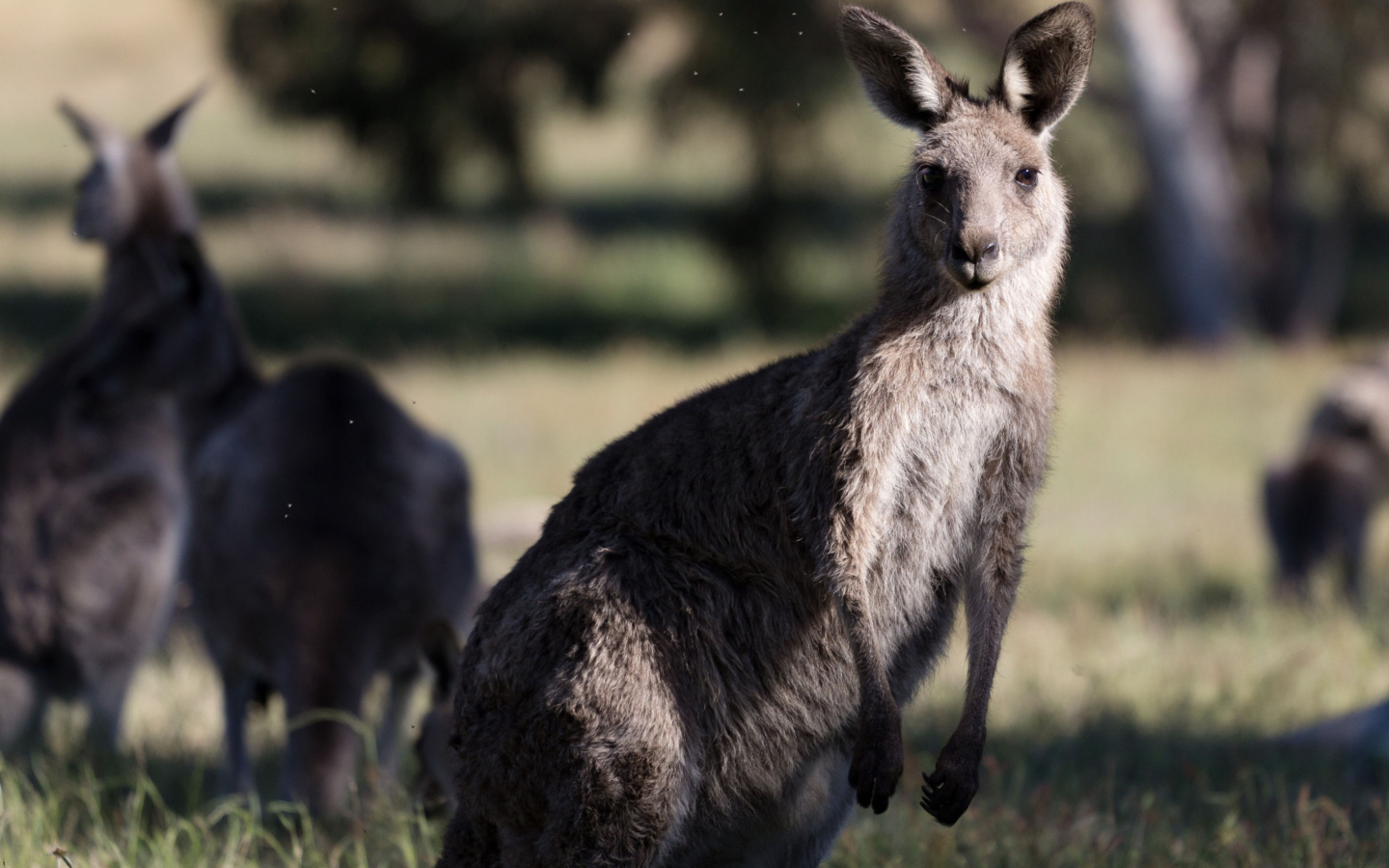 Sfondi Kangaroo 1440x900