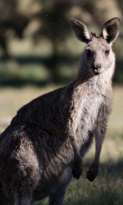 Kangaroo wallpaper 240x400