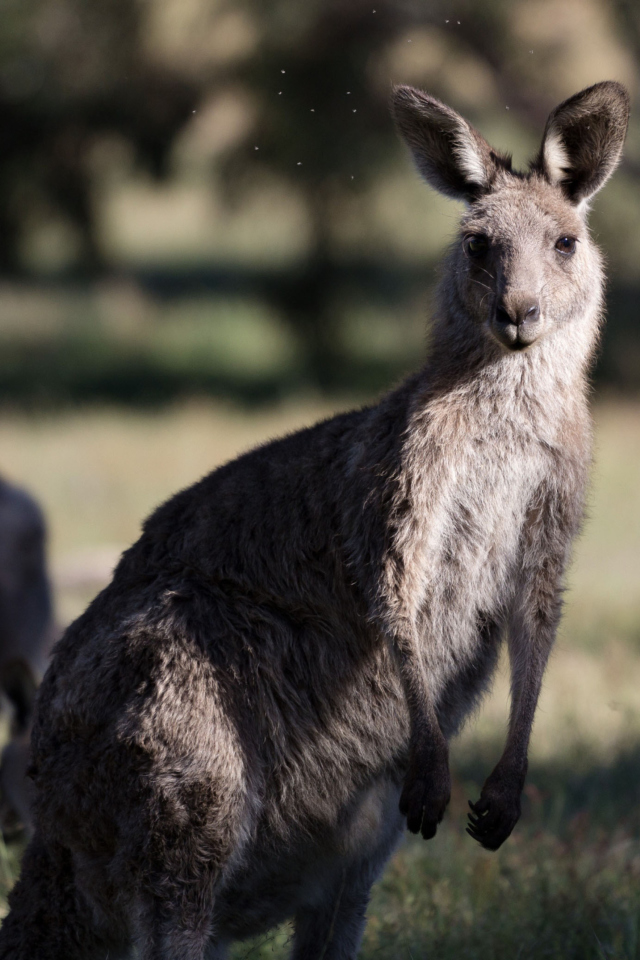 Kangaroo wallpaper 640x960