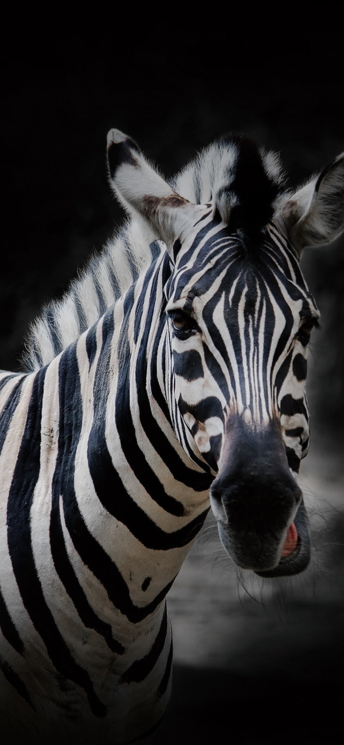 Fondo de pantalla Zebra Black Background 1170x2532