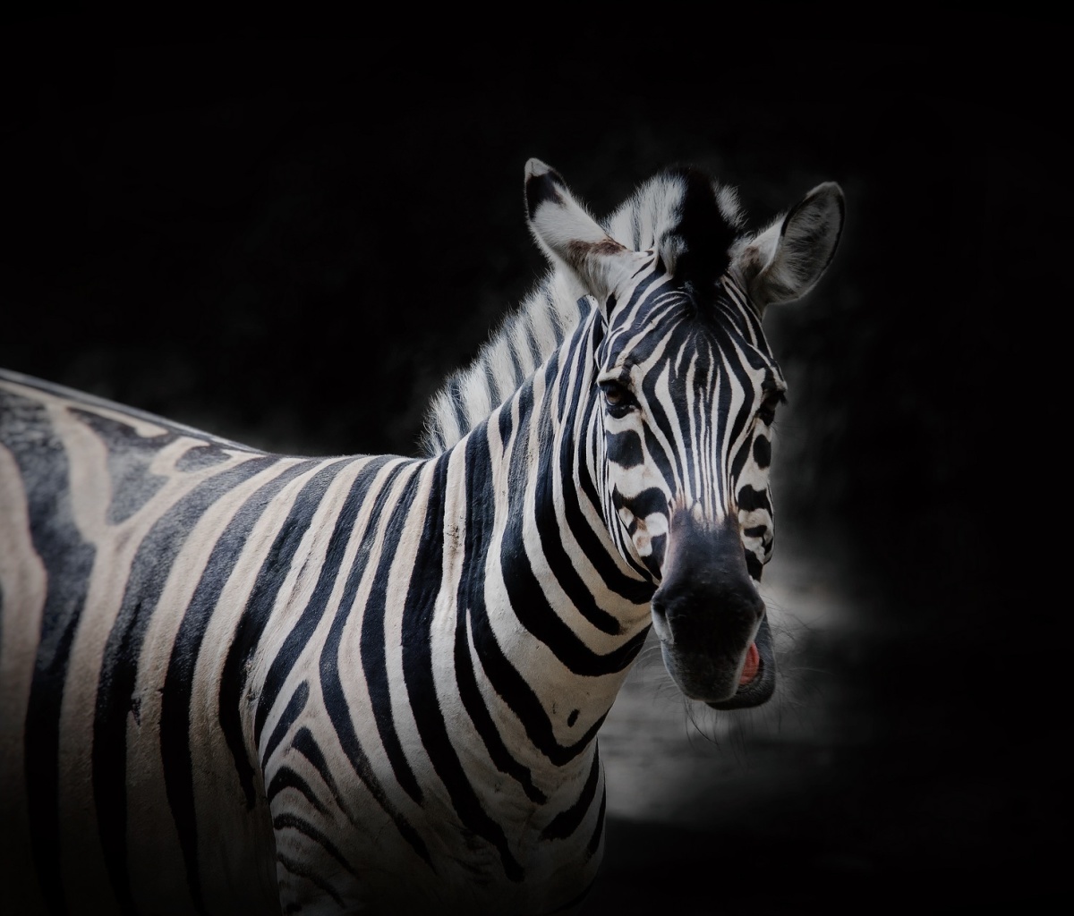 Fondo de pantalla Zebra Black Background 1200x1024