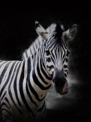 Fondo de pantalla Zebra Black Background 132x176