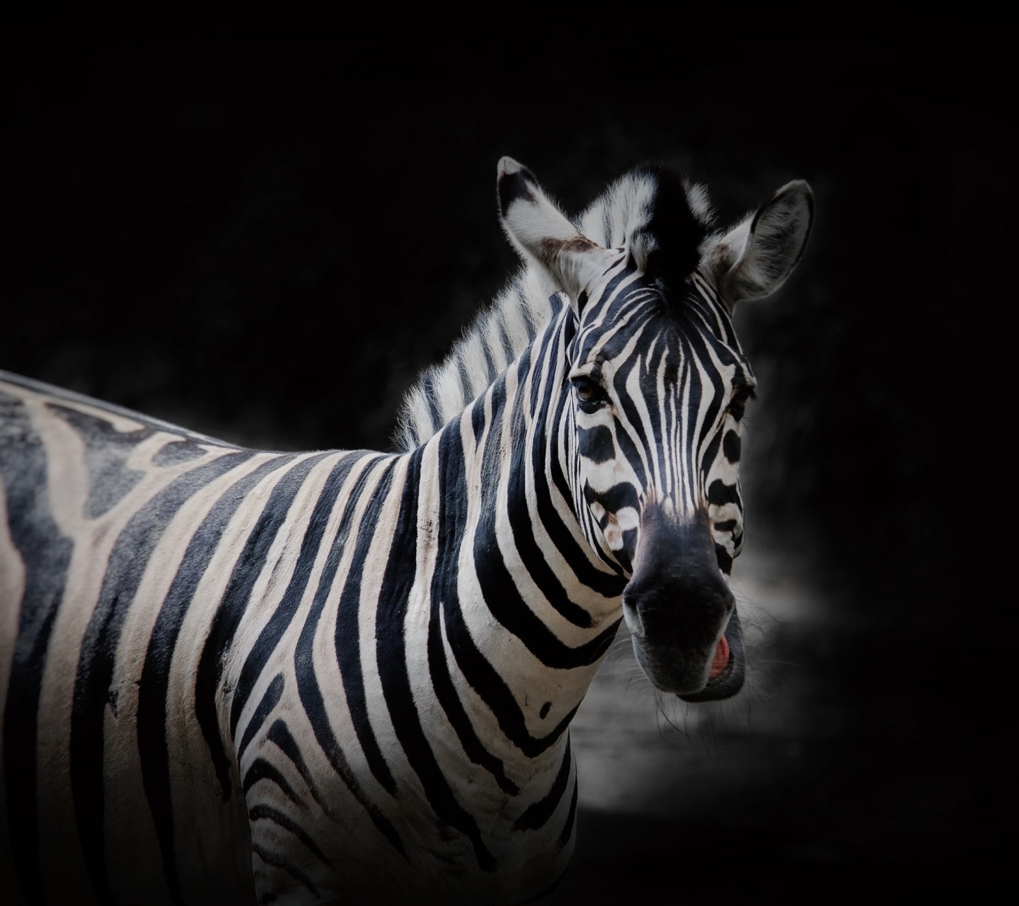 Fondo de pantalla Zebra Black Background 1440x1280