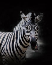 Обои Zebra Black Background 176x220